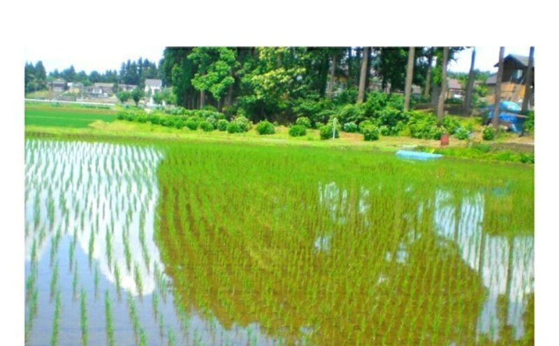 令和7年度産【十日町産】 魚沼産コシヒカリ15kg 米 お米 こしひかり 精米 新潟 