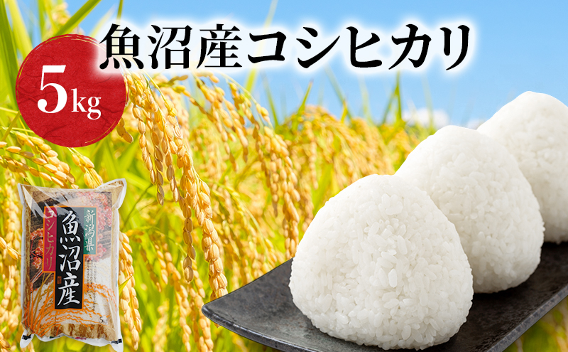 令和7年度産【十日町産】 魚沼産コシヒカリ5kg 米 お米 こしひかり 精米 新潟 