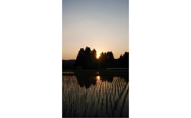 令和7年度産【十日町産】 魚沼産コシヒカリ5kg 米 お米 こしひかり 精米 新潟 