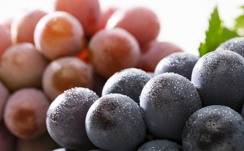 【2026年先行予約】 ぶどう 岡山県産 ニューピオーネ ・ クイーンニーナ MIX 1kg箱（各1房） 《2026年8月下旬-9月中旬頃出荷》 葡萄 ブドウ フルーツ 果物 スイーツ 数量限定 岡山 里庄町 