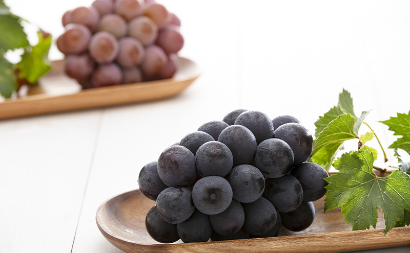 【2026年先行予約】 ぶどう 岡山県産 ニューピオーネ ・ クイーンニーナ MIX 1kg箱（各1房） 《2026年8月下旬-9月中旬頃出荷》 葡萄 ブドウ フルーツ 果物 スイーツ 数量限定 岡山 里庄町 