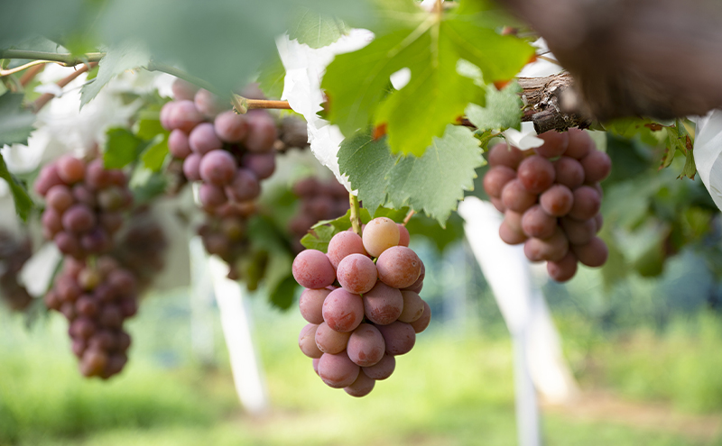 【2026年先行予約】 ぶどう 岡山県産 ニューピオーネ ・ クイーンニーナ MIX 1kg箱（各1房） 《2026年8月下旬-9月中旬頃出荷》 葡萄 ブドウ フルーツ 果物 スイーツ 数量限定 岡山 里庄町 