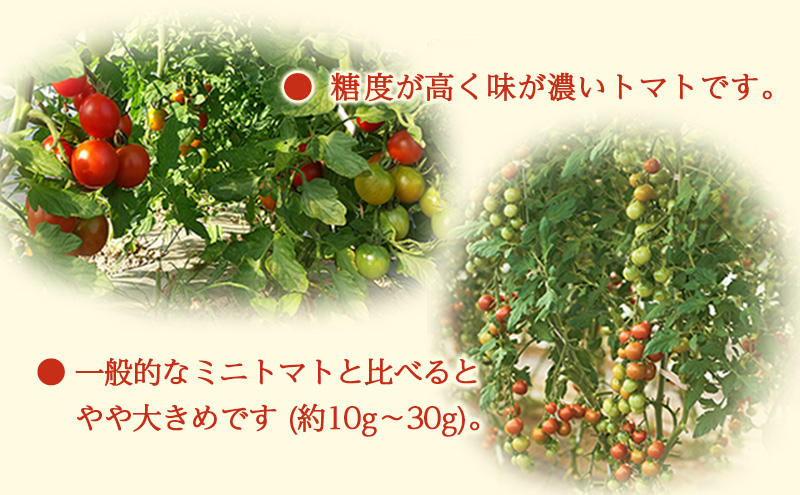 [先行受付/2026年産][栽培期間中 農薬・化学肥料不使用] 北海道 仁木町産 ミニトマト エコスイート 1.2kg×6箱 サイズ混載 トマト野菜 やさい  [Farm Watanabe]