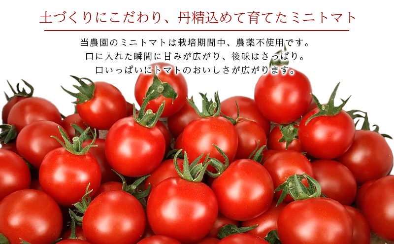 [先行受付/2026年産][栽培期間中 農薬・化学肥料不使用] 北海道 仁木町産 ミニトマト エコスイート 1.2kg×2箱 サイズ混載 トマト野菜 やさい  [Farm Watanabe]