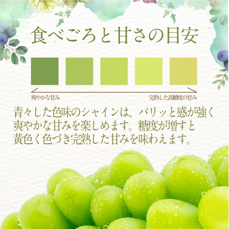 ぶどう 2026年 先行予約 【プレミアムシャインマスカット 晴王 1房 約600g】船穂産 赤秀品以上  岡山県産 葡萄 ブドウ ギフト ハレノフルーツ 皮ごと食べる みずみずしい 