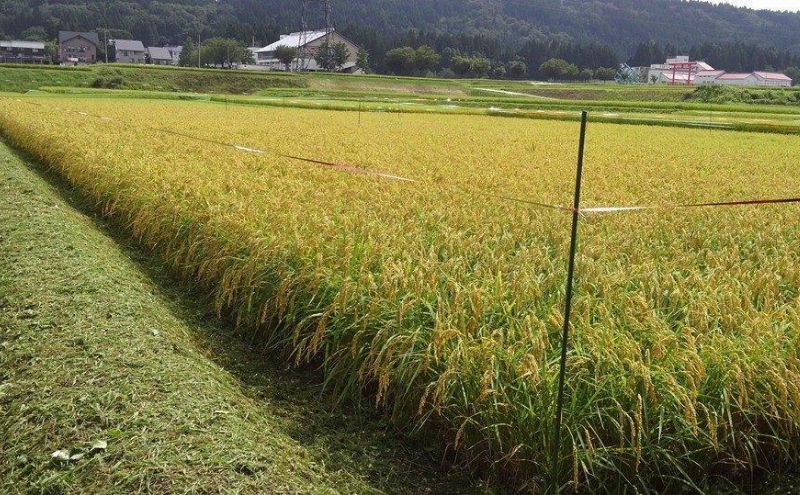 「魚沼産こがねもち」 もち米 精米4.5kg×2袋 お米 新潟 