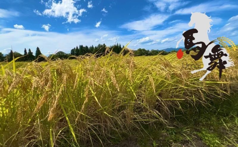 魚沼産コシヒカリ「馬舞」定期便 白米5kg×12ヶ月 お米 おこめ こめ 精米 こしひかり お楽しみ 新潟 