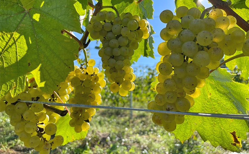 ふるさと納税 日本ワイン en.2022 Blanc 長野県小諸市 信州ワイン 白ワイン シャルドネ リースリング ソーヴィニヨンブランGreve.t KomorokkoFarm&Winery 