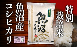 【新潟県十日町市】【2025年度産】魚沼産特別栽培米コシヒカリ 10kg お米 おこめ こめ 精米 白米 こしひかり 新潟