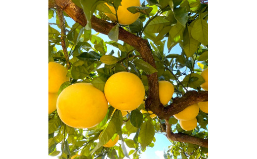 【先行予約】高知県土佐市産 楠瀬さんの土佐文旦 贈答用大玉 約10kg 期間限定 高知 土佐 文旦 ぶんたん ブンタン 柑橘 みかん 果物 10キロ 3L～4Lサイズ 12～18玉 フルーツ 旬 ギフト 常温