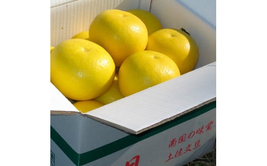 高知県土佐市産 楠瀬さんの土佐文旦 贈答用大玉 約10kg 期間限定 3L～4Lサイズ 12～18玉
