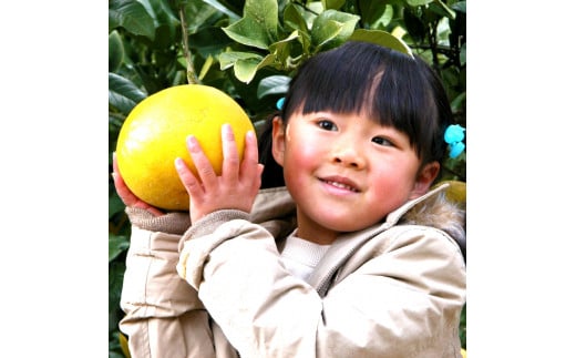 【先行予約】高知県土佐市産 楠瀬さんの土佐文旦 家庭用 約10kg 期間限定 高知 土佐 文旦 ぶんたん ブンタン 柑橘 みかん 果物 10キロ 14～26玉 フルーツ 旬 不揃い ご自宅用 常温