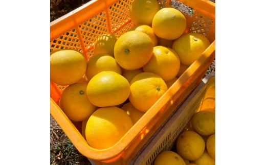 【先行予約】高知県土佐市産 楠瀬さんの土佐文旦 家庭用 約10kg 期間限定 高知 土佐 文旦 ぶんたん ブンタン 柑橘 みかん 果物 10キロ 14～26玉 フルーツ 旬 不揃い ご自宅用 常温