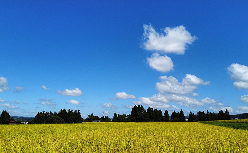 令和7年産 魚沼産コシヒカリ 精米2kg×8 お米 こしひかり 