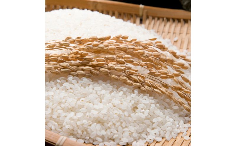 【定期便】魚沼十日町コシヒカリ10kg x 3回 お米 米 コメ 