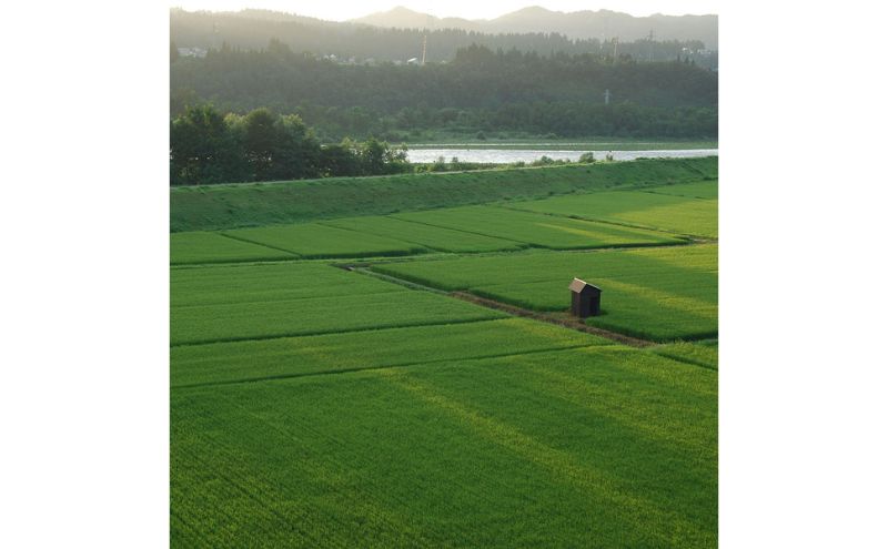 【定期便】魚沼十日町コシヒカリ5kg x 3回 お米 米 コメ 
