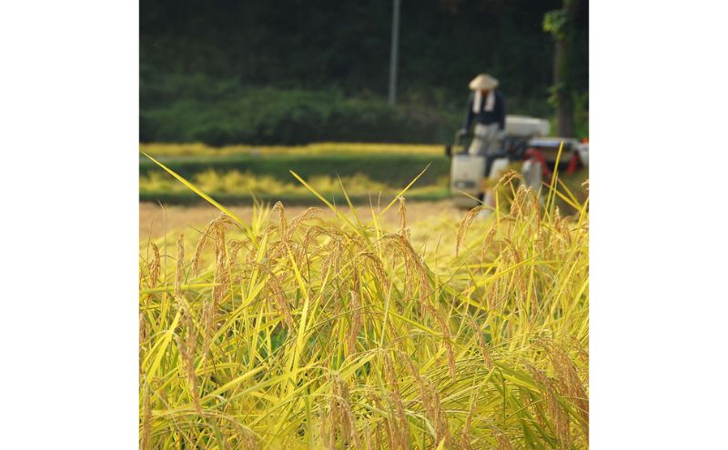 【定期便】無洗米魚沼十日町コシヒカリ6kg x 6回 お米 コメ 