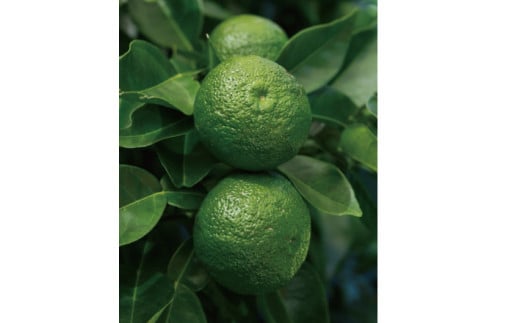 スキンケアumaji/青いゆずリンクルセット 化粧水 美容液