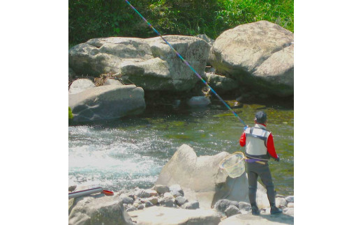 清流安田川の天然鮎（冷凍） 魚介 お取り寄せグルメ