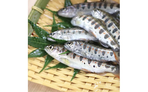 アメゴの稚魚の甘辛唐揚げ「稚魚ウマ」（冷凍)  珍味 B級グルメ