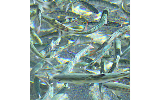 アメゴの稚魚の甘辛唐揚げ「稚魚ウマ」（冷凍)  珍味 B級グルメ