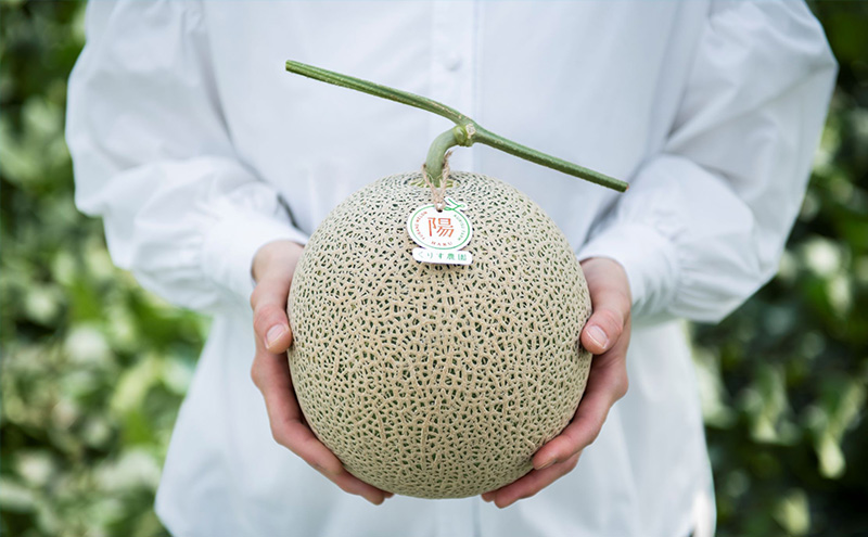 【2026年7月上旬より順次発送】ふらのメロン「陽 ～HARU～」大玉(2.3kg以上)×1玉 ( 赤肉 )( くりす農園 )