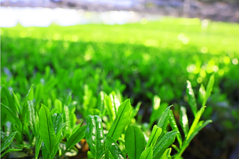 ティーカップで味比べ「抹茶と緑茶ティーバッグ」日本茶鑑定士監修【全2回】〈定期便 お茶 緑茶 煎茶 宇治抹茶 抹茶 ティーバッグ 玉露 かぶせ茶 ティーカップ ティーパック 初心者 飲料 加工食品〉 