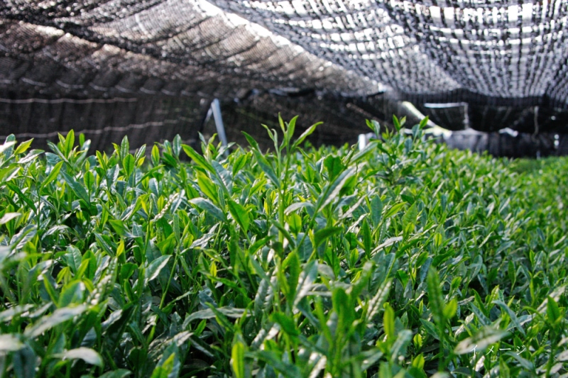 日本茶鑑定士監修の宇治抹茶（40g缶入り）と白ティーカップ〈お茶 茶 煎茶 緑茶 粉末 宇治抹茶 抹茶 ティーカップ 石臼挽き 飲料 加工食品 ハンドメイド 日本茶鑑定士〉 