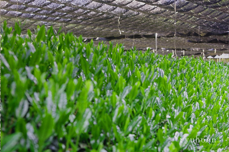 日本茶鑑定士監修の宇治抹茶（40g缶入り）と黒ティーカップ〈お茶 茶 煎茶 緑茶 粉末 宇治抹茶 抹茶 ティーカップ 石臼挽き 飲料 加工食品 ハンドメイド 日本茶鑑定士〉 