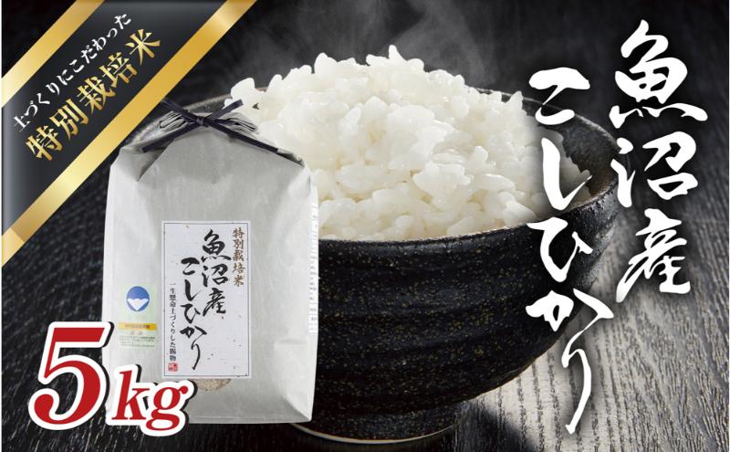令和6年産 魚沼産 コシヒカリ 特別栽培米 5kg 米 こしひかり お