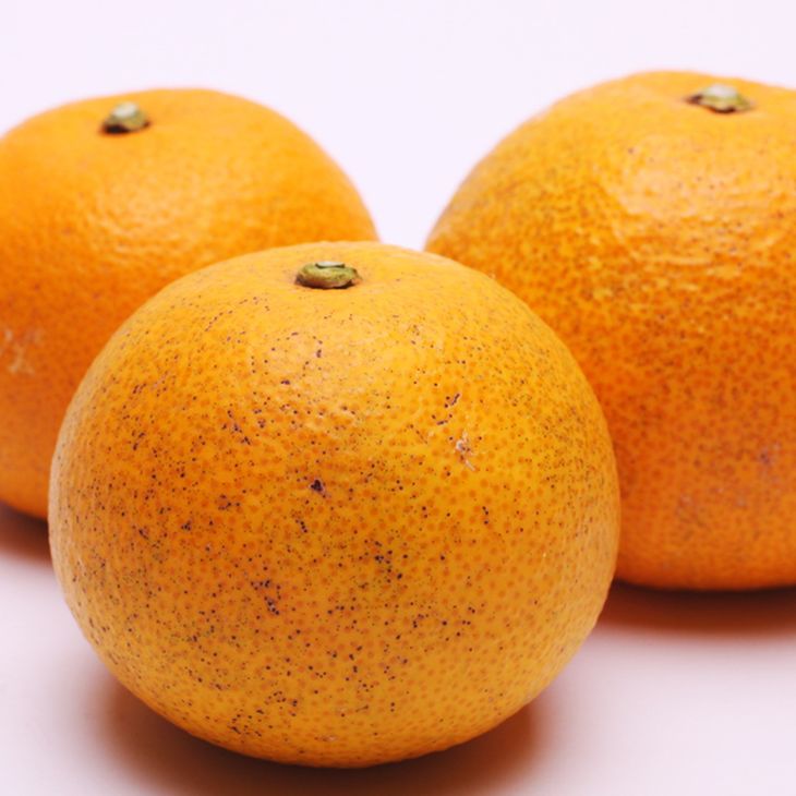 ＜4月より発送＞厳選 樹上完熟はっさく2.5kg+250g（傷み補償分）【有田の春みかん・五月八朔・さつきはっさく・木生りはっさく・きなりはっさく】【光センサー選別】