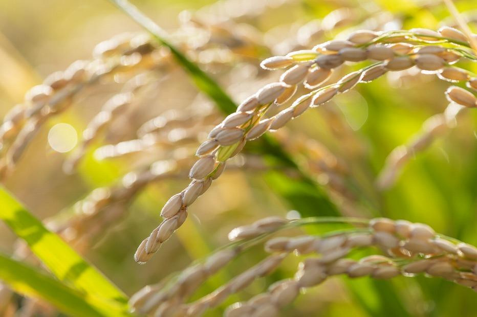 ＜定期便・全6回＞【令和7年産】魚沼産コシヒカリ「イネノハ 」精米(3kg×3)×6回 お米 白米 ご飯 産地直送 ミネラル 栄養分 こだわり 人気 新鮮 