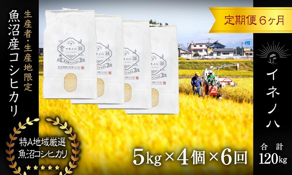 ＜定期便・全6回＞【令和7年産】魚沼産コシヒカリ「イネノハ 」精米(5kg×4)×6回 お米 白米 ご飯 産地直送 ミネラル 栄養分 こだわり 人気 新鮮 