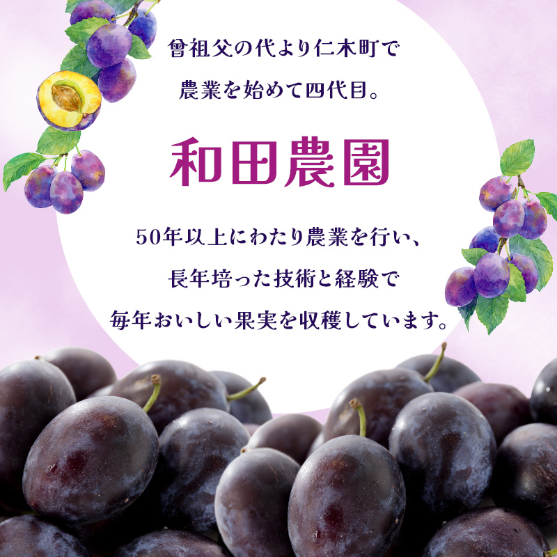 [先行受付]【9月発送】北海道 仁木町産 おすすめ プルーン 800g（400g×2パック） 果物類 果物 くだもの フルーツ 果物詰合せ [和田農園]