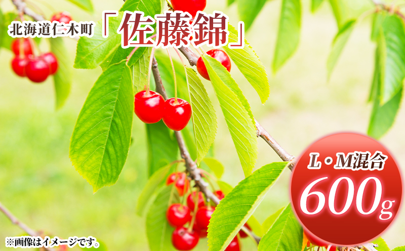 先行受付 北海道 仁木町産 さくらんぼ 佐藤錦 600g (300g×2パック) L・M混合  旬 桜桃 産地直送 サクランボ チェリー フルーツ 果物 果物類 仁木町 仁木 [松山商店]