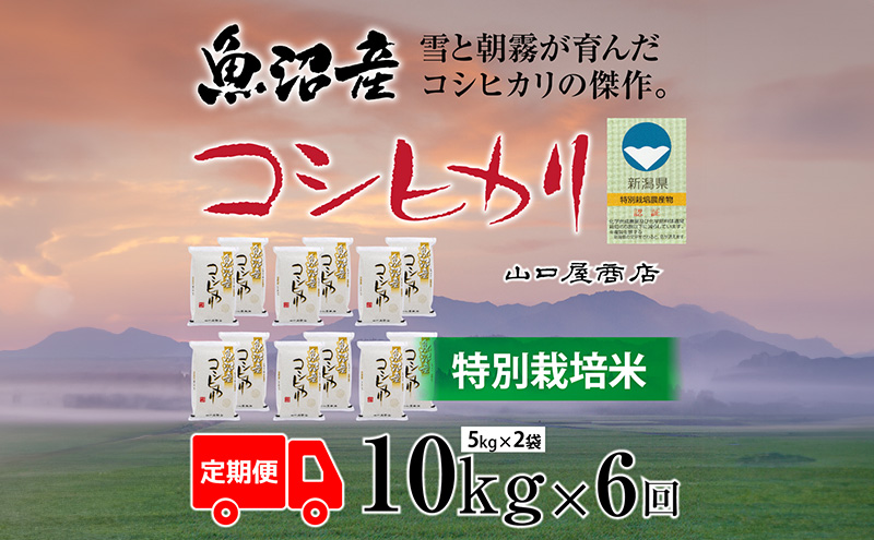 定期便 全6回 特別栽培米 魚沼産コシヒカリ 5kg×2袋 お米 コメ 