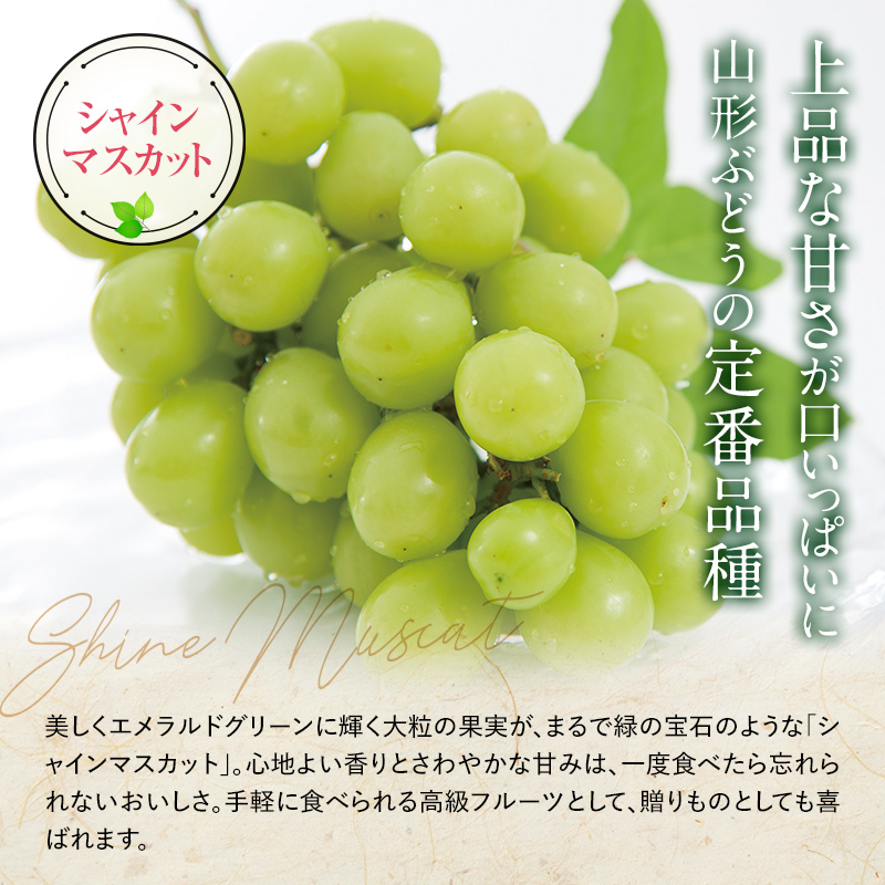 山形県南陽市のふるさと納税 【令和7年産先行予約】 シャインマスカット 約2kg (3～4房 秀) 《令和7年9月中旬～発送》 『生産者おまかせ』 マスカット ぶどう 種なし 果物 フルーツ デザート 山形県 南陽市 [635]