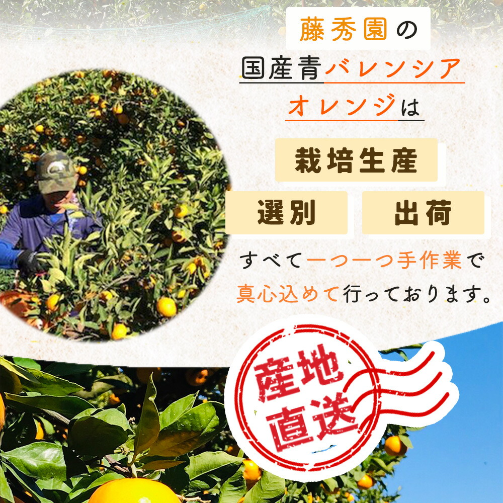 ZT6247_国産 バレンシアオレンジ 秀優 3kg S～3Lサイズ | 和歌山県湯浅