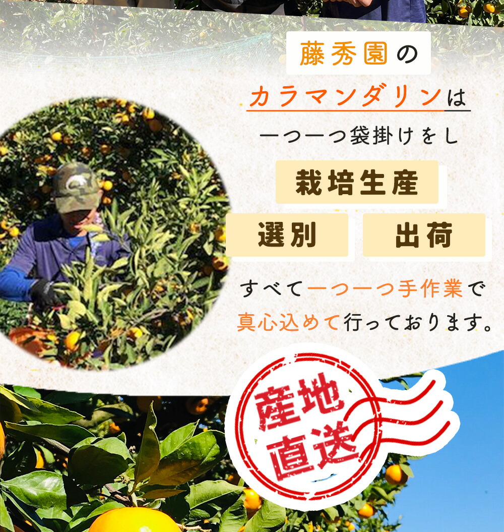 ZT6402_【2026年先行予約】カラマンダリン 秀優 3kg 2S～2Lサイ