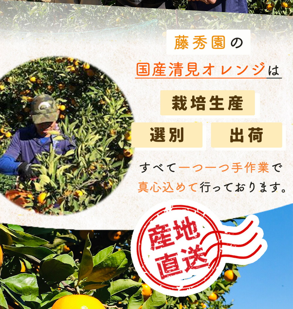 ZT6401_【2026年先行予約】清見オレンジ 秀優 3kg S～3Lサイズ