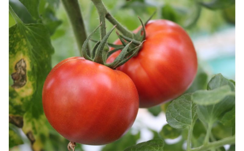 湘南・茅ヶ崎の太陽と潮風で育ったトマトの味わいが楽しめる　野崎農園　プレミアムトマトジュース 180ml×6本 果汁飲料 野菜飲料 