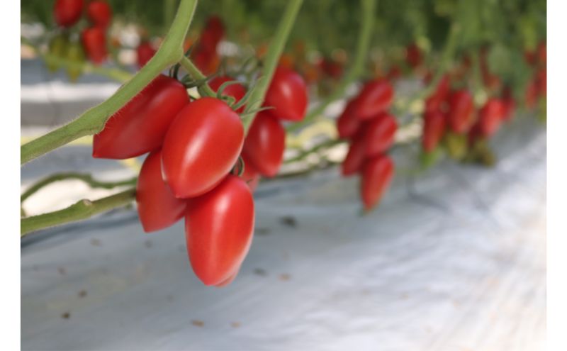 湘南・茅ヶ崎自慢のトマトの味わいが楽しめる　野崎農園　湘南ポモロンジュースセット　180ml　6本（レッド3本×ゴールド3本） 果汁飲料 野菜飲料 トマトジュース 