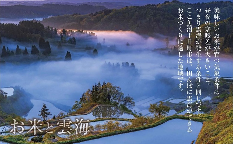 魚沼産 こしひかり 6kg ×3袋 計18kg 米 お米 新潟 魚沼 魚沼産 白米 送料無料 新潟県産 精米 産直 産地直送 契約農家 お取り寄せ 壱成 新潟県 