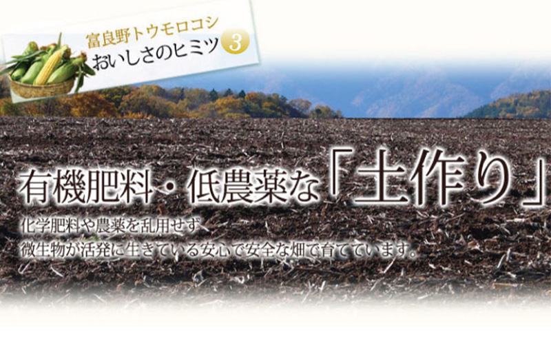 【2026年夏発送】富良野産 生で食べられる とうもろこし【恵味（めぐみ）】 2Lサイズ 5本