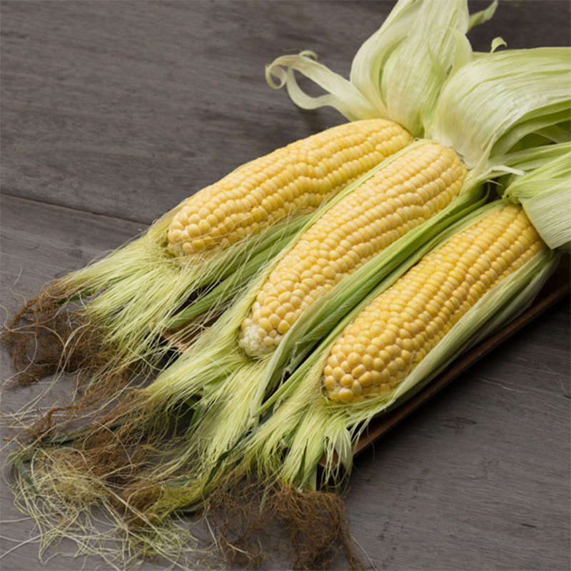 【2026年夏発送】富良野産 生で食べられる とうもろこし【恵味（めぐみ）】 2Lサイズ 5本