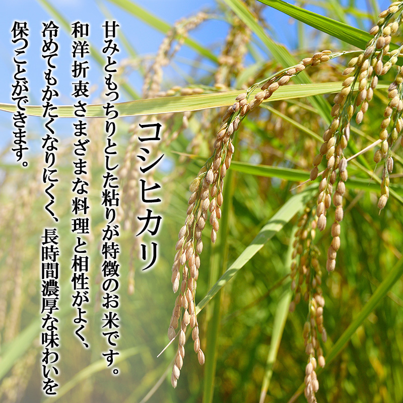 米 6kg (2kg×3袋) コシヒカリ 池田町産 8分づき セット 分つき精米 お米 おこめ こめ コメ ごはん ご飯 有機肥料 減農薬栽培 こしひかり 岐阜県 