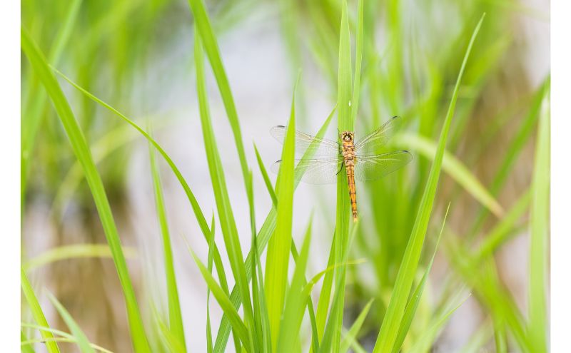 江戸伝承絶品米２Kg お米 コメ 