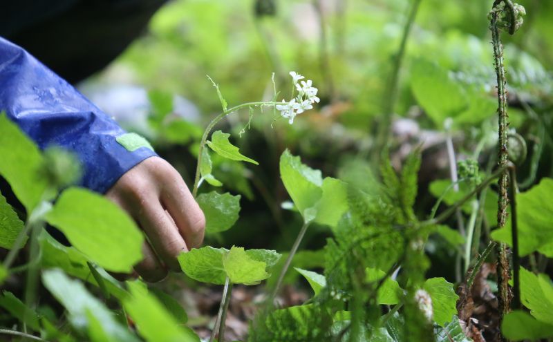 【幻の山菜】「花わさび」しょうゆ漬け 85g×3個セット 醤油漬け 山葵 ワサビ 漬物 詰め合わせ 新潟 