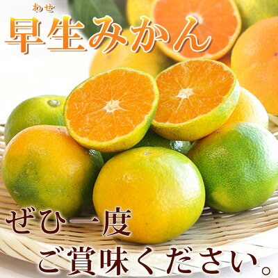 G7097_紀州和歌山有田産 ゆら早生みかん 5kg【ミカン 蜜柑 柑橘 温州みかん わせみかん】