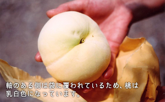 桃 2026年 先行予約 清水白桃 約1.3kg 5～6玉 もも モモ 岡山県産 国産 フルーツ 果物 ギフト